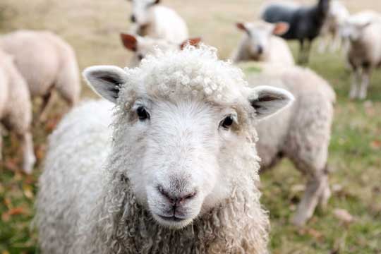 agnello nella fattoria